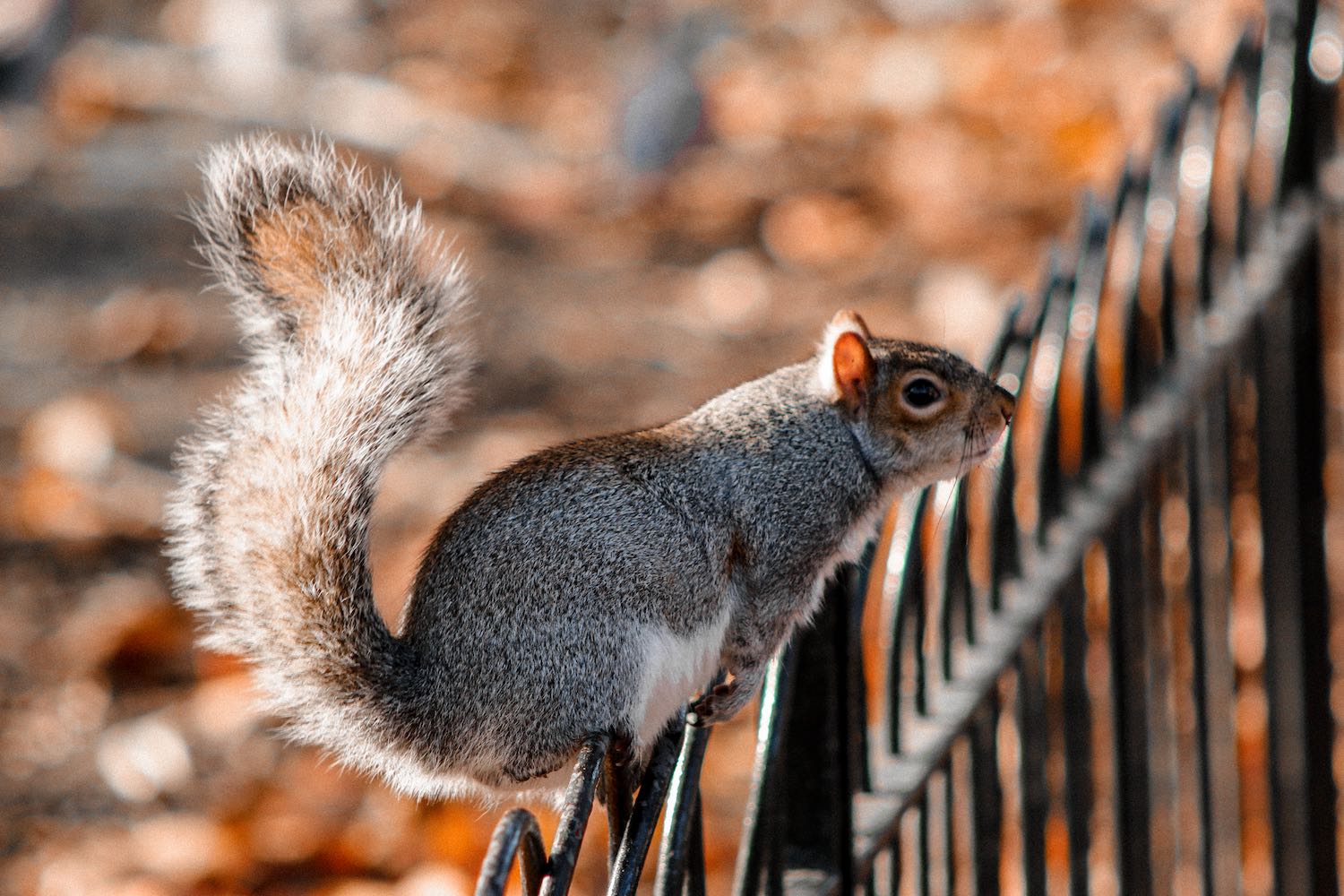 Fotografía animales Vitruvi