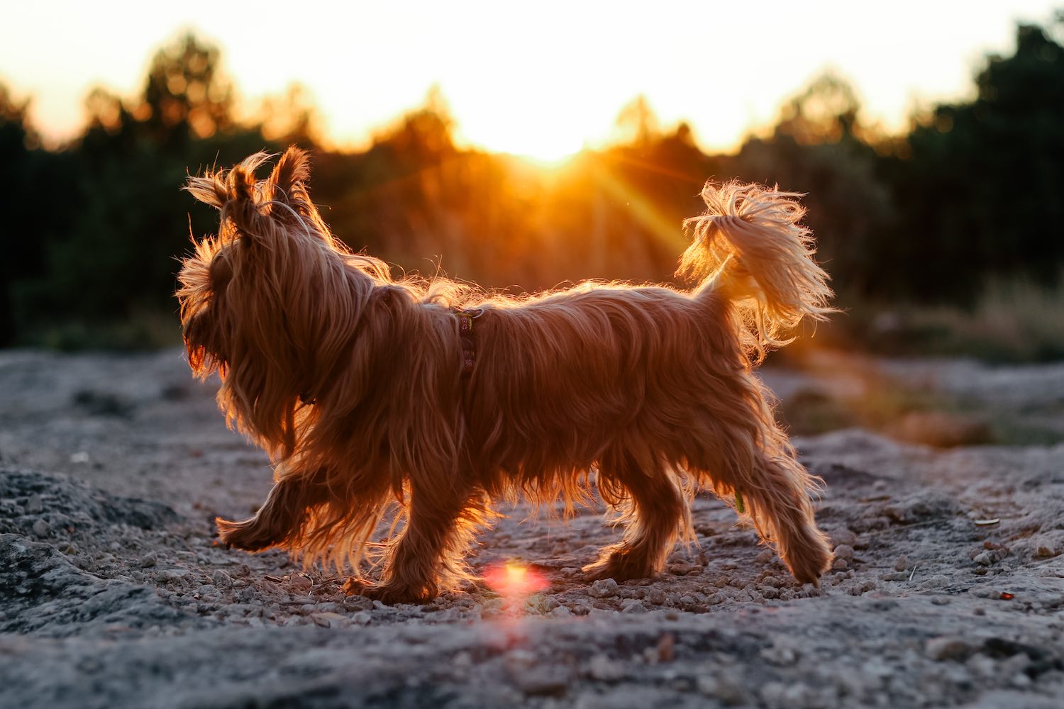 Fotografía animales Vitruvi