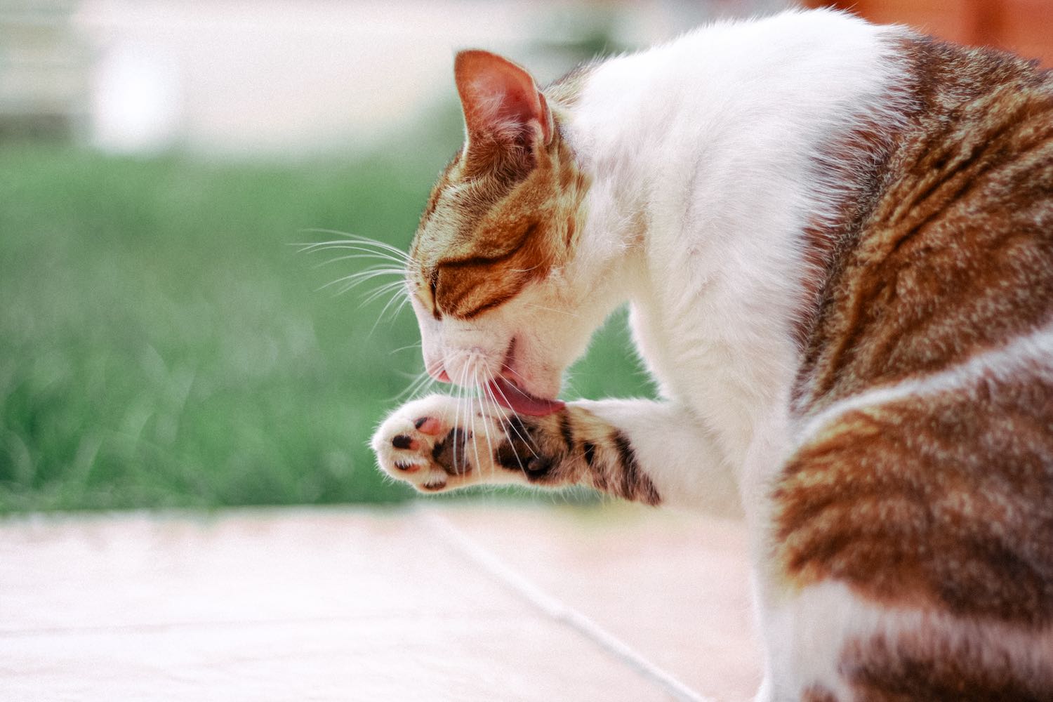 Fotografía animales Vitruvi