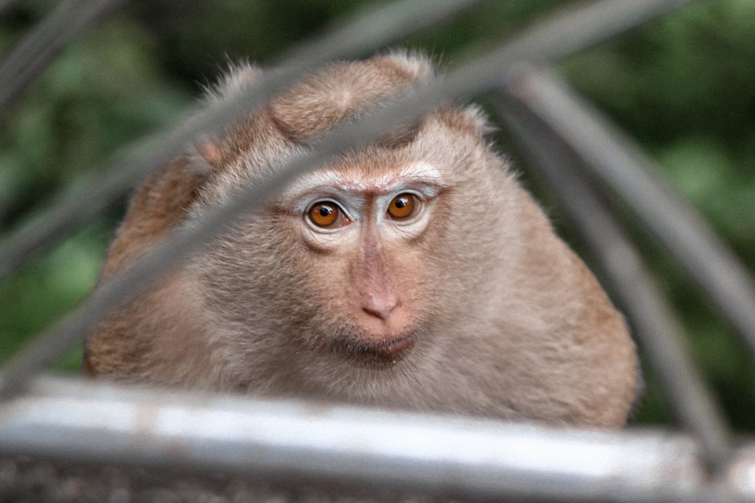 Fotografía animales Vitruvi