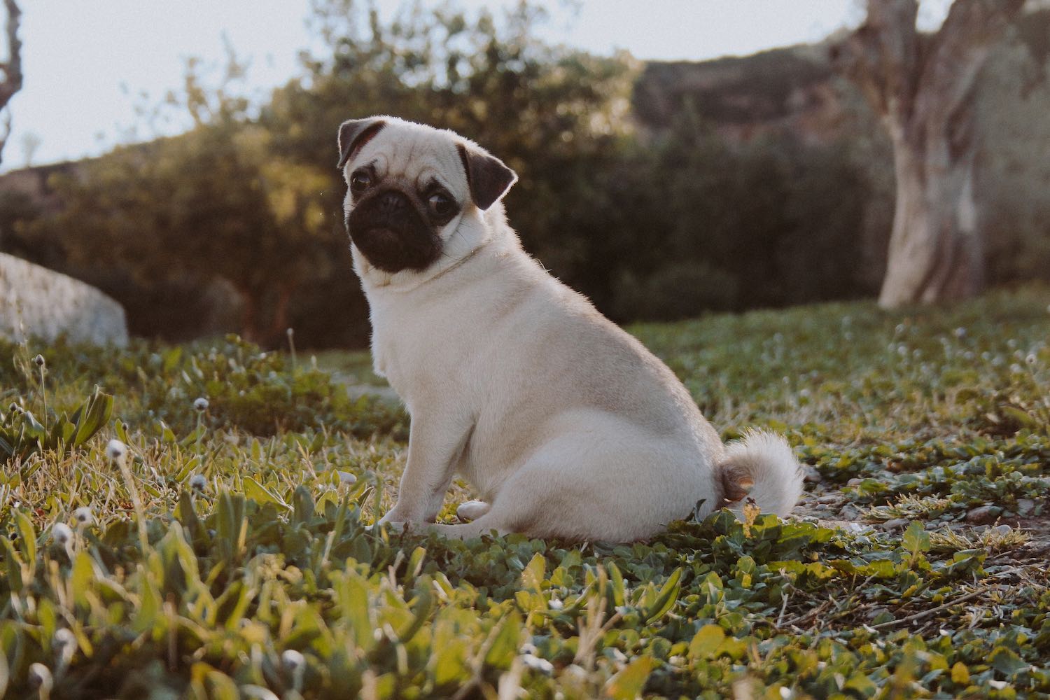 Fotografía animales Vitruvi