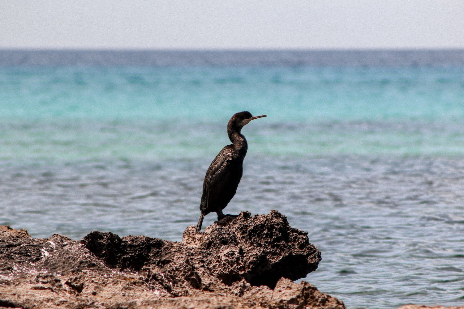 Fotografía animales Vitruvi