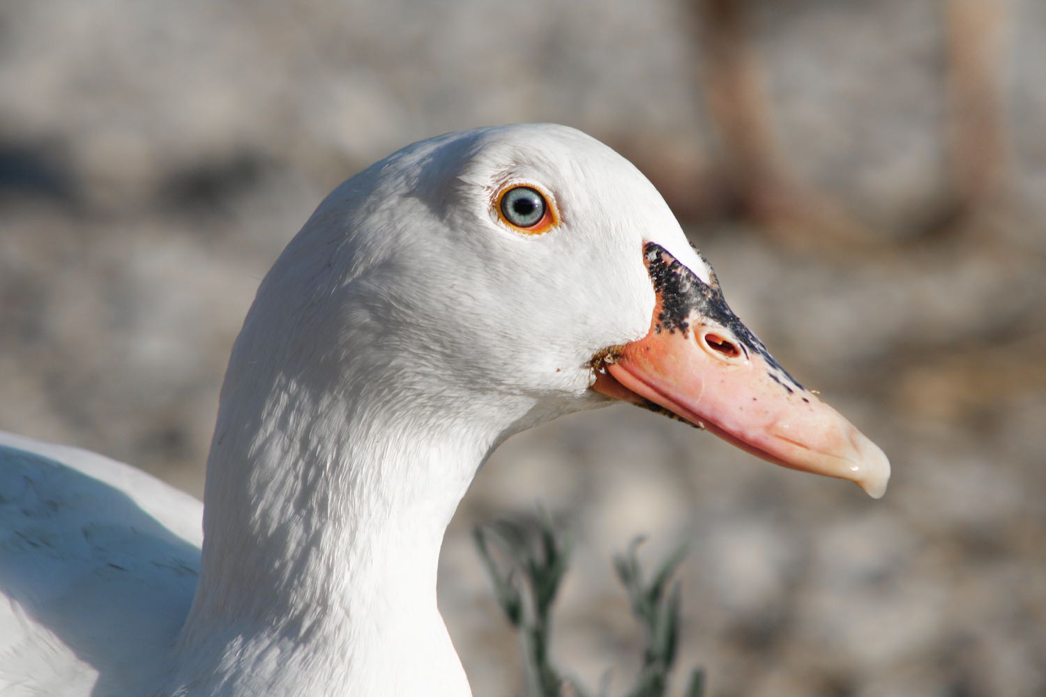 Fotografía animales Vitruvi